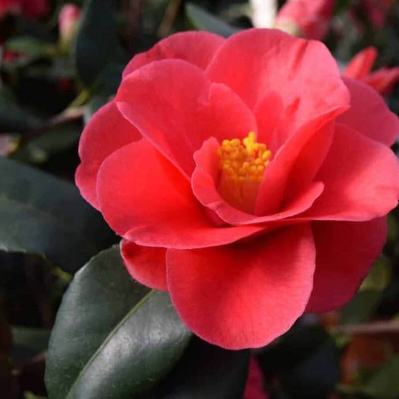 Camellia reticulata 'Mary Williams' 80-100 cm